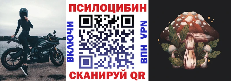 где можно купить   KRAKEN ONION  Псилоцибиновые грибы Psilocybe  Щёкино 